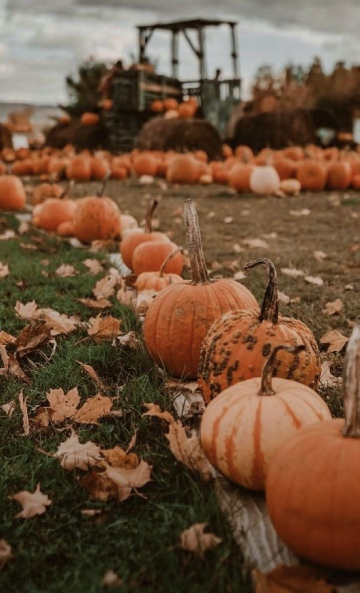 Calabaza Melts- Pumpkin Spice Latte