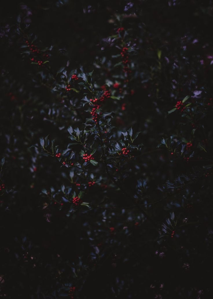 Vela Christmas Lights - Winter Holly Berries